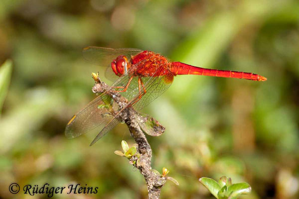 Crocothemis servilia Männchen