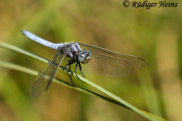 Orthetrum coerulescens (Kleiner Blaupfeil) Männchen, 20.6.2017