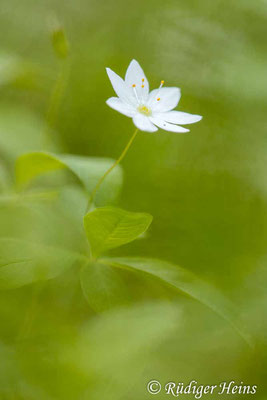 Trientalis europaea (Siebenstern), 24.5.2023