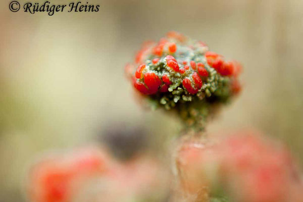 Cladonia sp., 4.12.2017