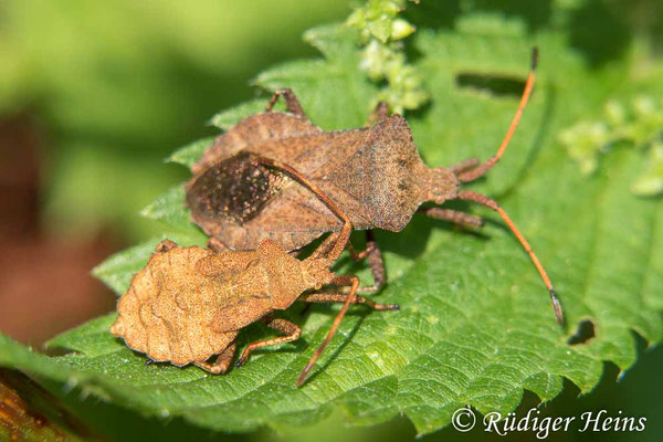 Coreus marginatus (Lederwanze)