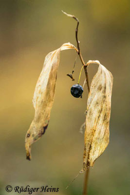 Polygonatum multiflorum (Vielblütige Weißwurz), 27.10.2020