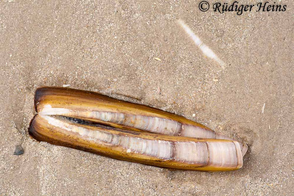 Ensis sp. (Schwertmuschel)
