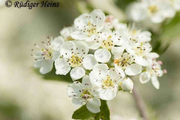 Crataegus monogyna (Eingriffeliger Weißdorn)