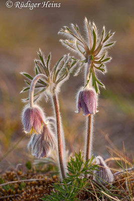 Pulsatilla pratensis (Wiesen-Kuhschelle), 30.4.2007