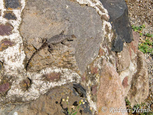 Sceloporus grammicus (Mesquite-Eidechse), 10.6.2018