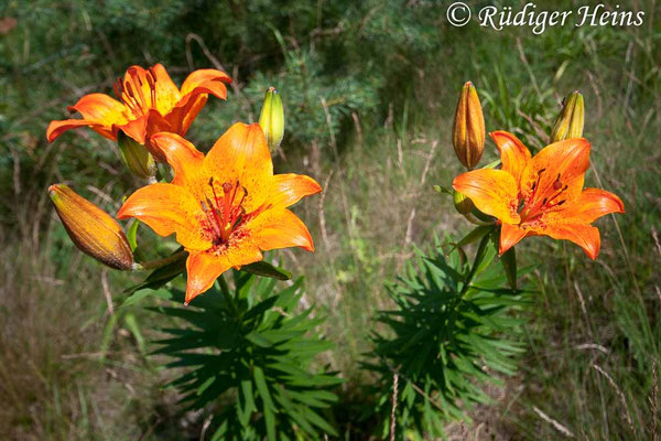 Lilium bulbiferum (Feuer-Lilie)