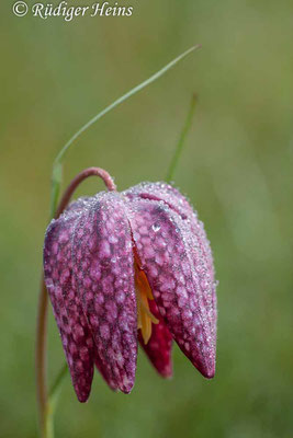 Fritillaria meleagris (Schachblume), 22.4.2012