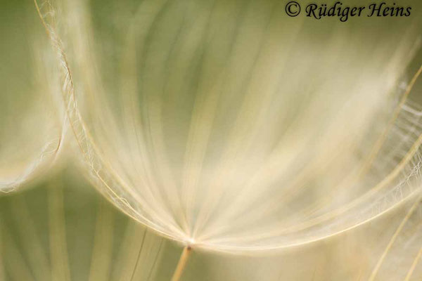 Tragopogon pratensis (Wiesen-Bocksbart)