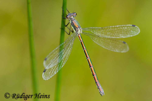 Lestes dryas (Glänzende Binsenjungfer) Weibchen, 9.8.2015