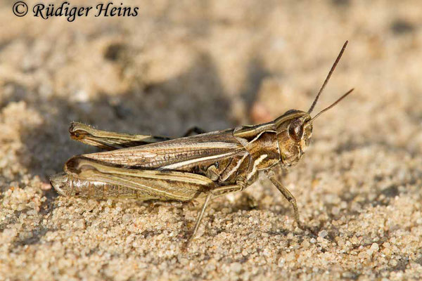 Chorthippus mollis (Verkannter Grashüpfer) Weibchen, 21.9.2017