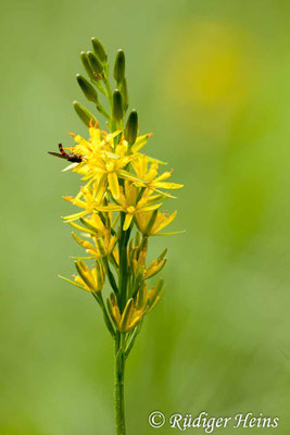 Narthecium ossifragum (Moorlilie, Beinbrech), 28.7.2015