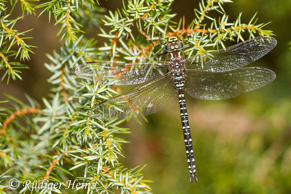 Aeshna subarctica, Hochmoor-Mosaikjungfer, Männchen