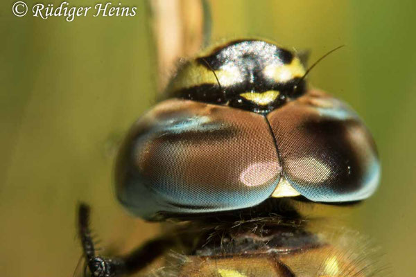 Aeshna mixta, Herbst-Mosaikjungfer, Männchen
