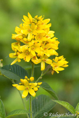 Lysimachia vulgaris (Gewöhnlicher Gilbweiderich), 22.7.2012