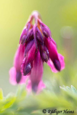 Dicentra eximia (Zwerg-Herzblume), 18.4.2022