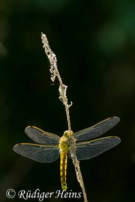 Orthetrum cancellatum (Großer Blaupfeil) Weibchen, 5.6.2018