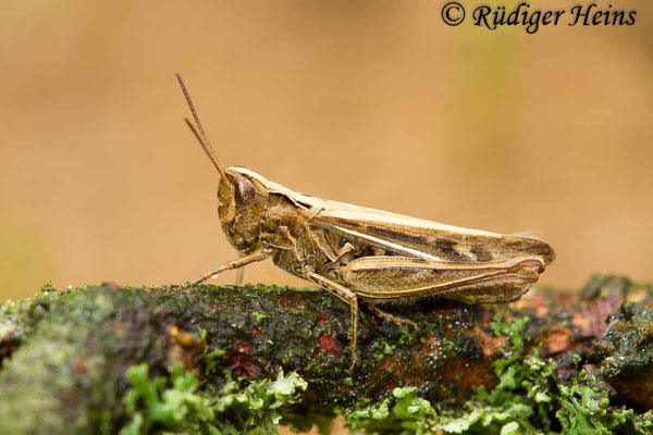 Chorthippus brunneus (Brauner Grashüpfer) Weibchen, 9.9.2017