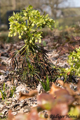 Helleborus foetidus (Stinkende Nieswurz), 9.3.2025