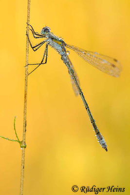 Lestes sponsa (Gemeine Binsenjungfer) Männchen, 13.8.2012