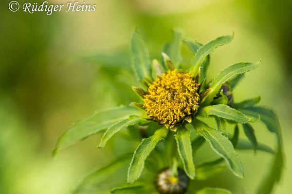 Bidens radiata (Strahliger Zweizahn)