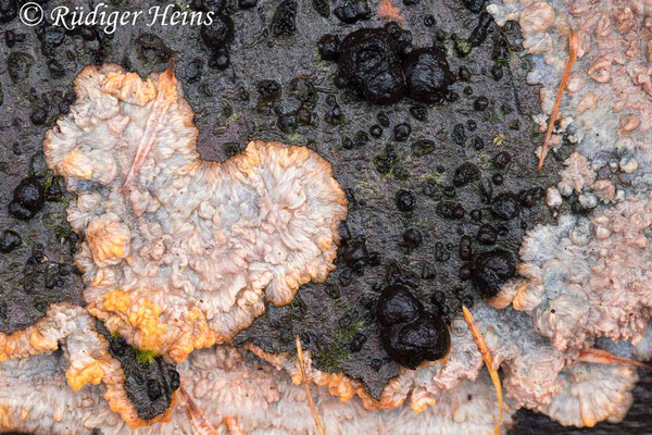Orangeroter Kammpilz (Phlebia radiata), 14.11.2024 - Makroobjektiv 100mm f/2.8