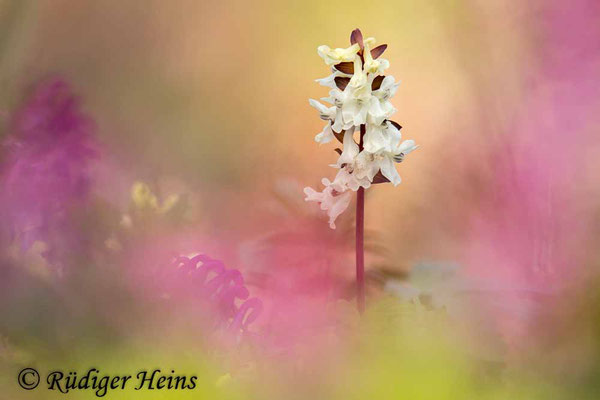 Corydalis cava (Hohler Lerchensporn), 29.3.2022