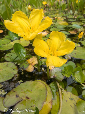 Nymphoides peltatum (Seekanne), 19.7.2020