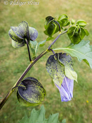 Nicandra physalodes (Giftbeere), 9.8.2020