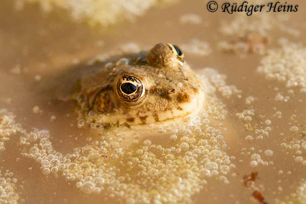 Pelophylax ridibundus (Seefrosch), 30.10.2007