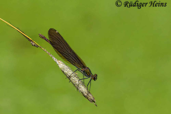 Blauflügel-Prachtlibelle (Calopteryx virgo) Weibchen, 24.6.2023 - Makroobjektiv 180mm f/3.5