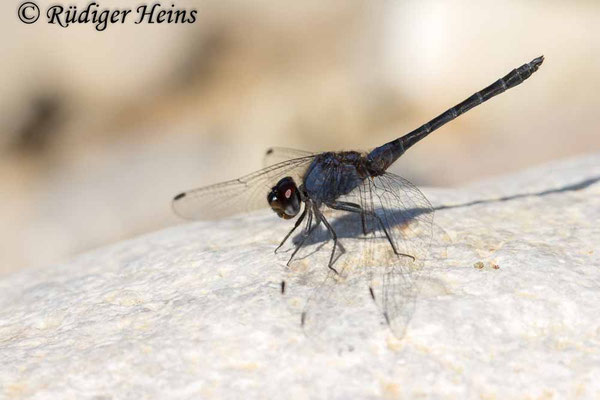 Schwarzer Sonnenzeiger Männchen (Trithemis festiva), 16.10.2025 - Telezoom 100-400mm/f5,6-8