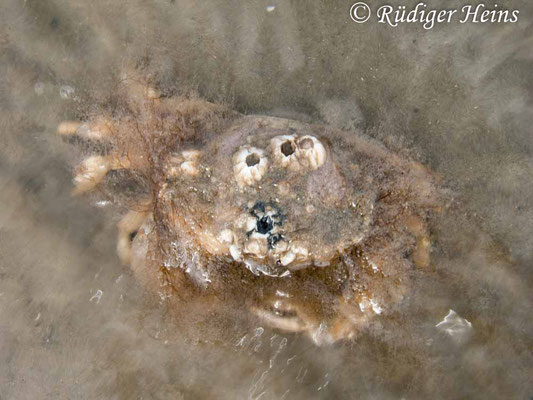 Carcinus maenas (Gemeine Strandkrabbe), 25.8.2012