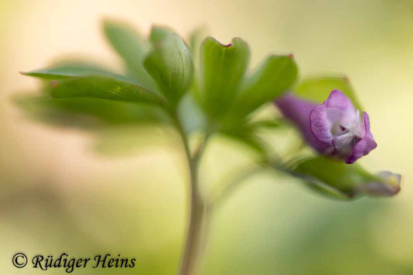 Corydalis intermedia (Mittlerer Lerchensporn), 9.4.2020