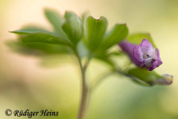 Corydalis intermedia, Mittlerer Lerchensporn