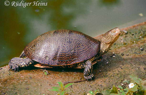 Emys orbicularis (Europäische Sumpfschildkröte), 29.7.1993 (Scan vom Dia, captive)