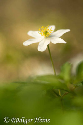 Anemone nemorosa (Buschwindröschen), 9.4.2017