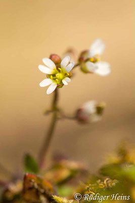 Draba verna (Frühlings-Hungerblümchen), 6.4.2020