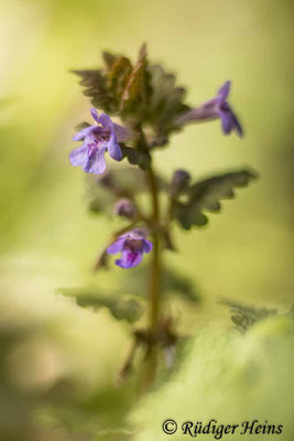 Glechoma hederacea (Gundermann), 28.4.2022