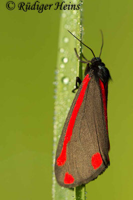 Tyria jacobaeae (Jakobskrautbär oder Blutbär), 4.6.2016