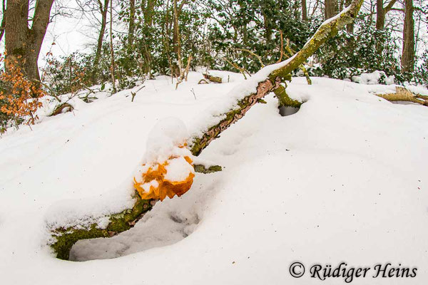 Tremella mesenterica (Goldgelber Zitterling), 8.2.2021
