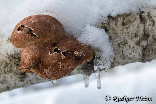 Fomitopsis betulina (Birkenporling), 31.1.2021