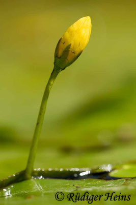 Nymphoides peltatum (Seekanne)