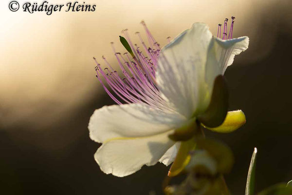 Echter Kapernstrauch (Capparis spinosa), 25.5.2022 - Makroobjektiv 180mm f/3.5