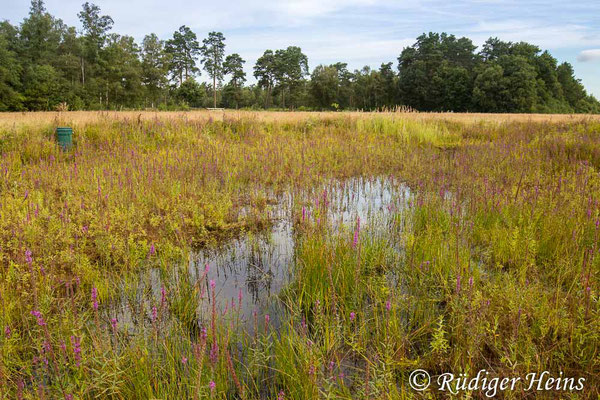 Lestes barbarus (Südliche Binsenjungfer) Habitat, 9.8.2021