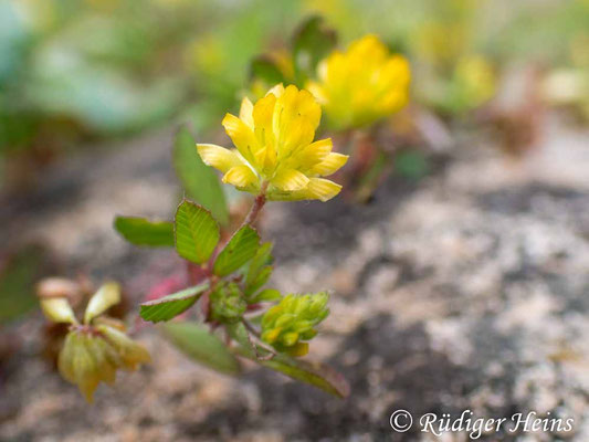 Trifolium dubium (Faden-Klee)