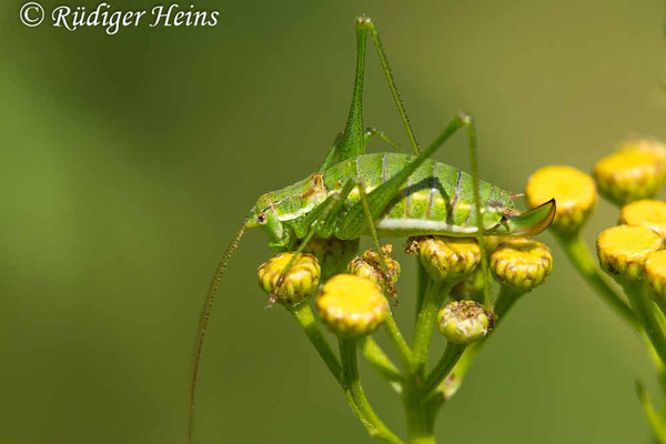 Gestreifte Zartschrecke (Leptophyes albovittata) Weibchen, 15.7.2024 - Makroobjektiv 180mm f/3.5
