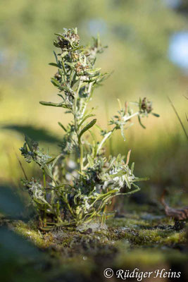 Gnaphalium uliginosum (Sumpf-Ruhrkraut)