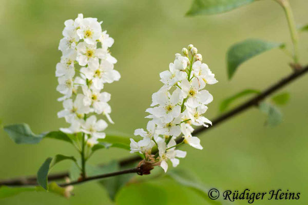 Prunus padus (Gewöhnliche Traubenkirsche), 28.4.2020