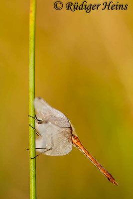 Sympetrum vulgatum (Gemeine Heidelibelle) Männchen, 31.8.2013